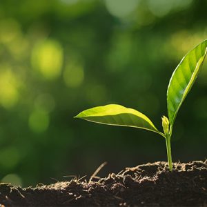 Importancia del sustrato y los cultivos